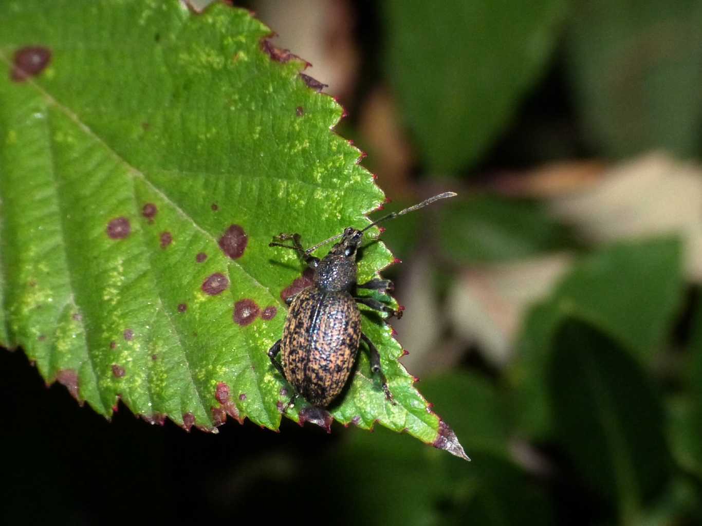 Passeggiata notturna tra la macchia mediterranea